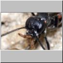 wegwespe-11mm-18-mit Spinne.jpg